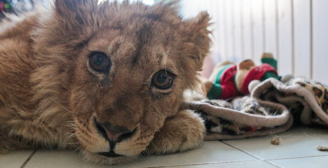    Фото: Царьград