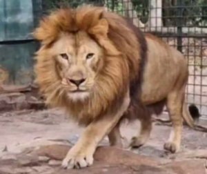    Симба сейчас. Фото: Народный фронт