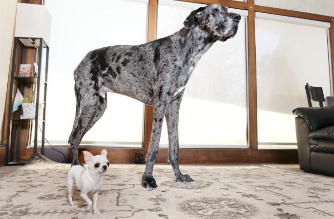     Фото: Guinness World Records