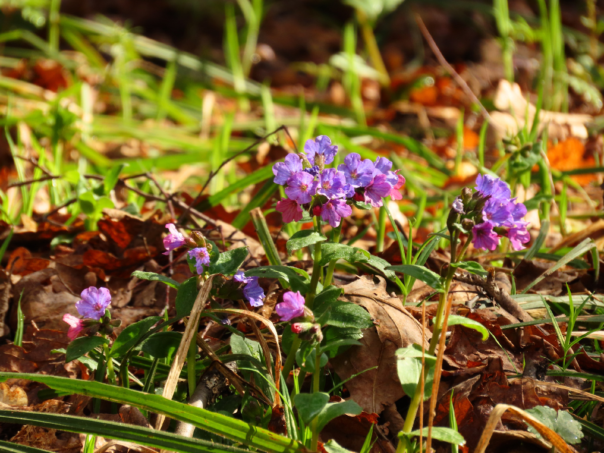 цветущая медуница 