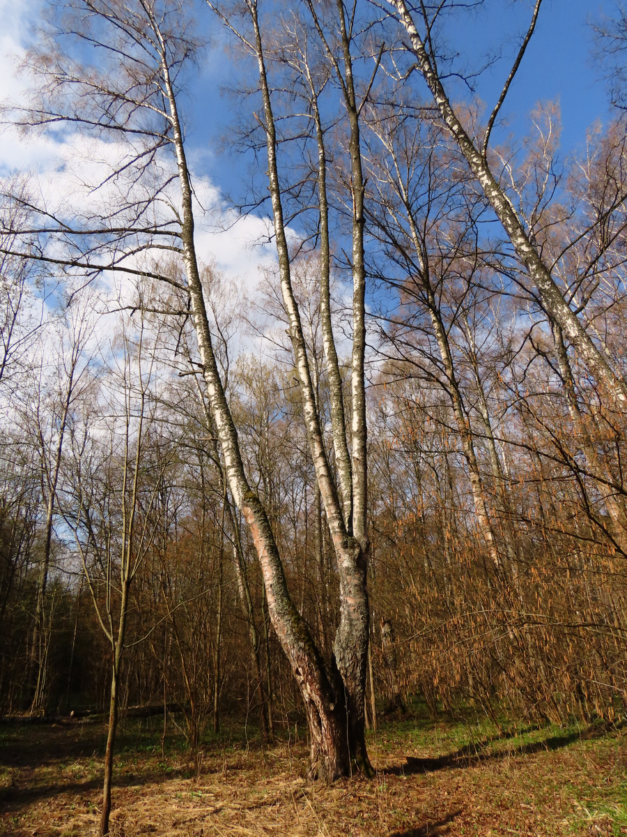 Лес в конце второй недели апреля. 