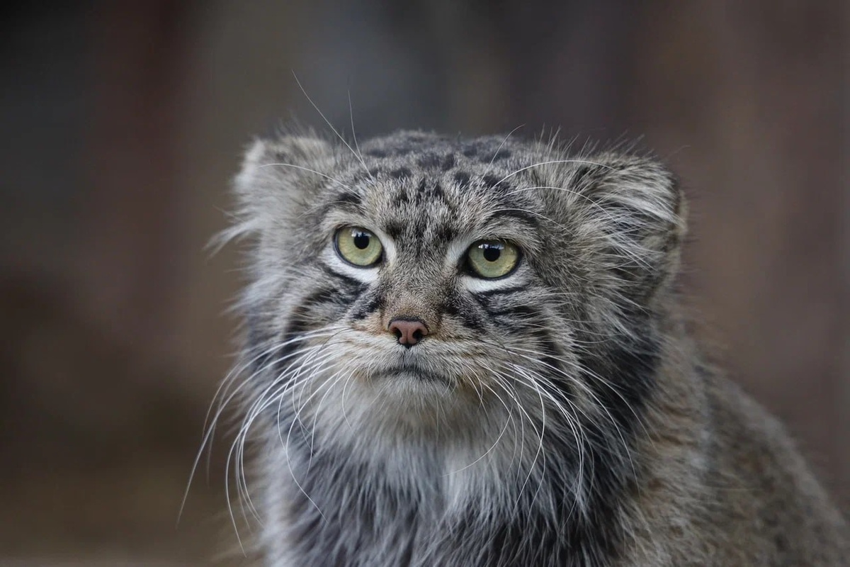 Фото: соцсети Московского зоопарка