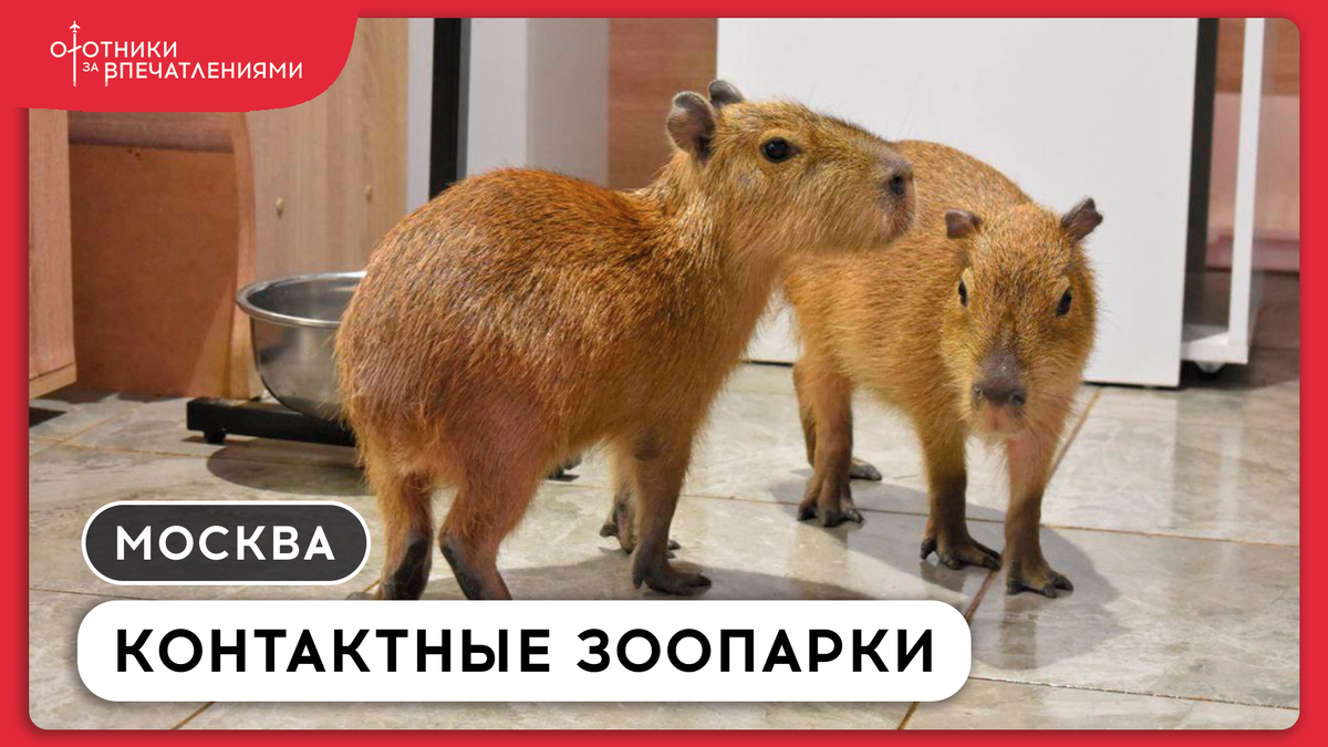 Фото: соцсети "Бар Капибар"