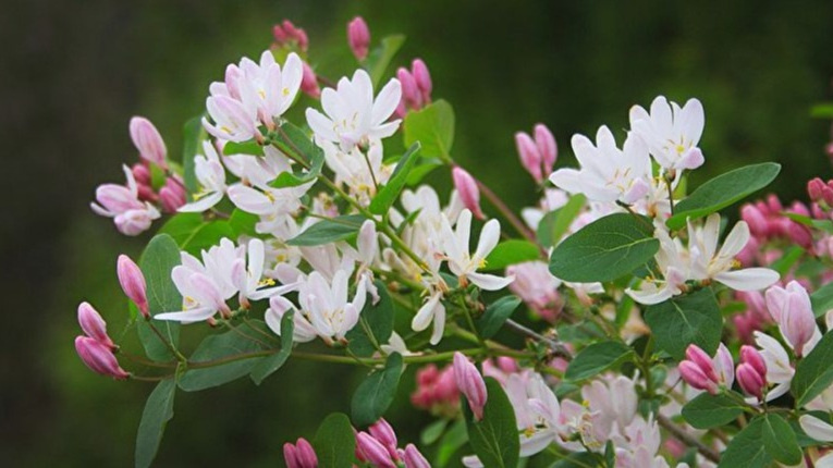 Готовлю натуральную подкормку для жимолости из домашних продуктов. Размер ягод увеличивается вдвое после 3 подкормок