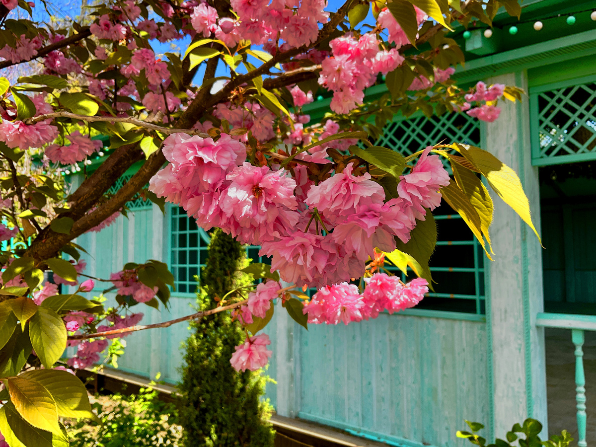 Сакура цветет. Здесь и далее фото автора.