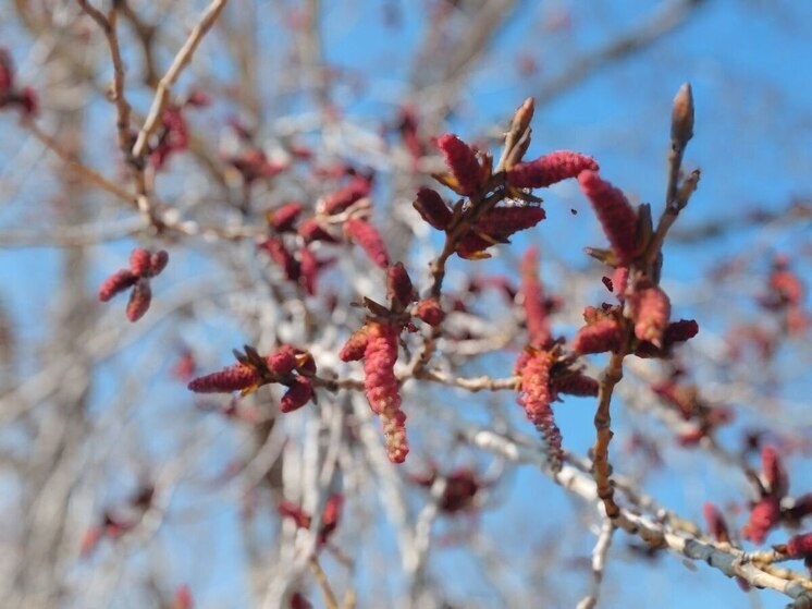   МК в Бурятии