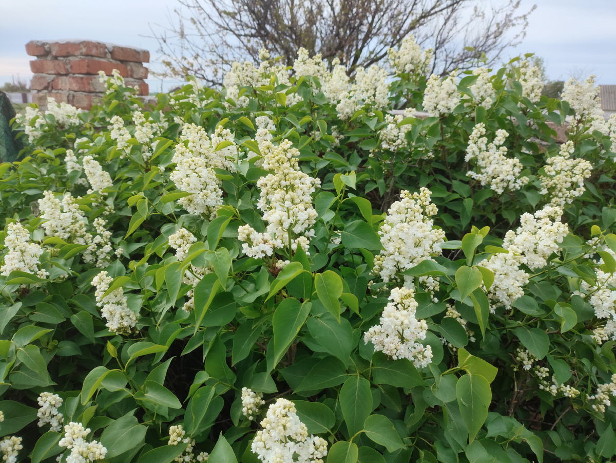 Белая сирень нынче в ударе