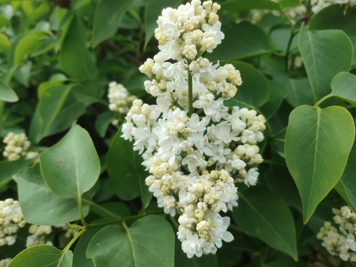 Она еще и махровая