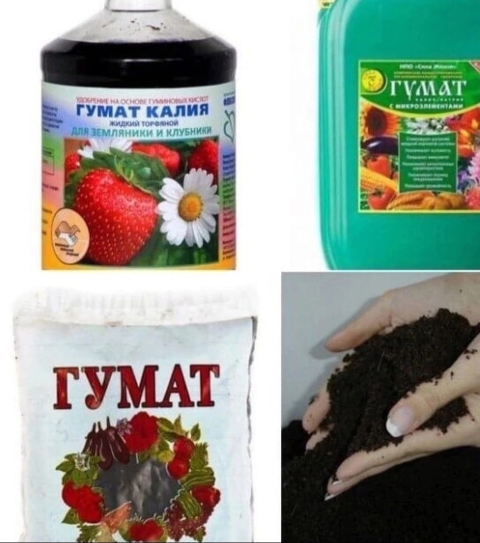 Гуминовые кислоты, или гуматы, получают из торфа, бурого угля или сапропеля. Многие считают эти вещества удобрением. Но это не так. Гуматы – это природный стимулятор роста растений.

⚜️Попадая в грунт, гуминовые вещества активизируют "работу" почвенных микроорганизмов, благодаря чему заметно улучшается структура почвы, ее водо- и воздухопроницаемость.

⚜️Чаще всего гуминовые кислоты выделяют из торфа с помощью щелочи. После чего их очищают от примесей, нейтрализуют раствор и готовят из него гранулы либо жидкое удобрение.

❗️Полезные свойства гуматов

⚜️В растениеводстве гуминовые стимуляторы применяются в виде водных растворов для обработки семян, рассады и взрослых растений. Когда гуматы поглощаются корнями или побегами растений, в клетках зеленого организма нормализуются обменные процессы и увеличивается скорость синтеза белков.

⚜️При замачивании семян в растворе гуминового стимулятора повышается их всхожесть, увеличивается энергия прорастания. При высадке рассады гуматы улучшают процесс укоренения и ускоряют ее приживаемость. Взрослые культуры растут быстрее и дают более качественный и богатый урожай. При этом наиболее хорошо "отзываются" на применение гуминовых препаратов тыквенные, редис, перец, лук, баклажаны, помидоры, капуста, свекла, морковь.

⚜️Гуминовые стимуляторы выпускаются в виде раствора или порошка темно-коричневого (почти черного) цвета

⚜️Кроме того, гуматы помогают растениям адаптироваться к неблагоприятным погодным условиям. Это экологически чистые вещества, которые не накапливаются в растениях и безвредны для человека.

⚜️Удобрения, в которых содержатся гуматы, рекомендуется использовать на малоплодородных песчаных и глинистых почвах, также они дают хороший результат на известковых и щелочных почвах с низким содержанием железа. На плодородных черноземах ощутимого эффекта от этих удобрений не будет, они просто помогут поддержать плодородие почвы.


