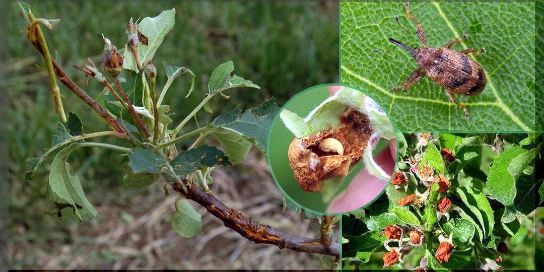 Как вырастить сад мечты: работы в плодовом саду в вопросах и ответах. Часть 7