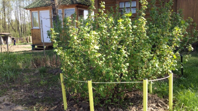Самодельная конструкция для смородины