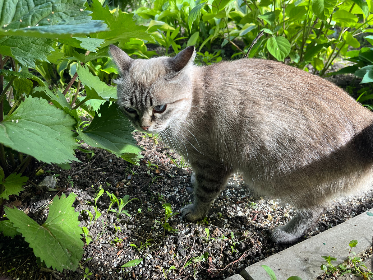 Симке не нравится. Холодно!