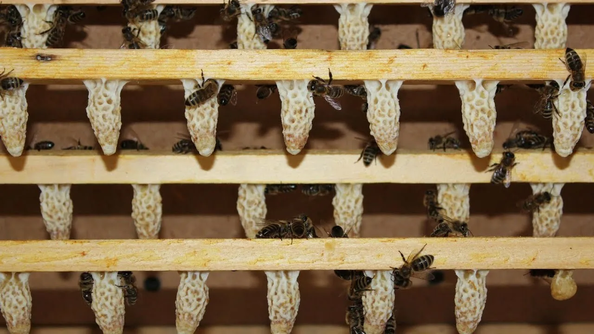 Прививочные рамки.