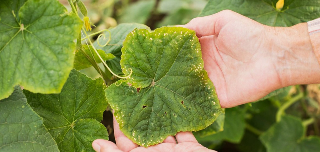Симптомы дефицита у огурцов: как читать язык листьев?