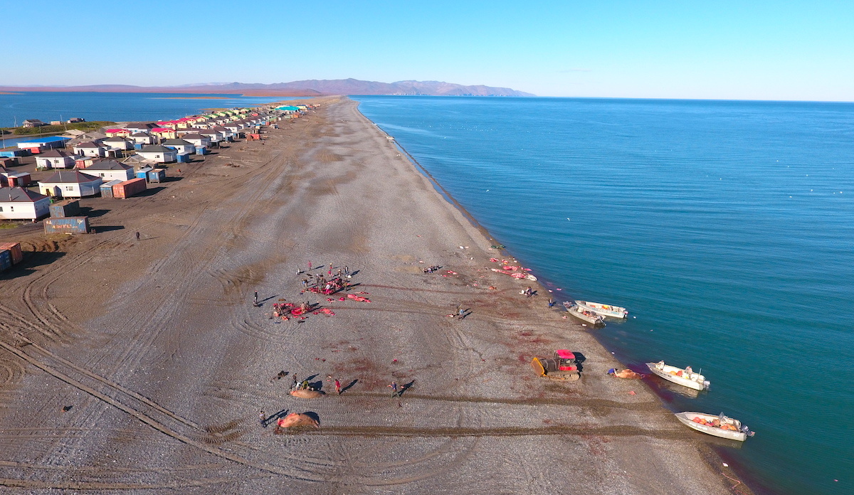 Разделка добытых морских млекопитающих на Чукотке. Фото: Леонид Круглов