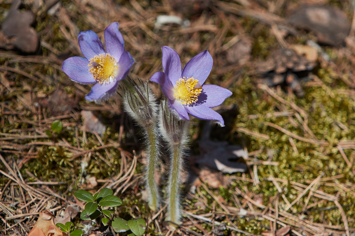 Прострел Раскрытый