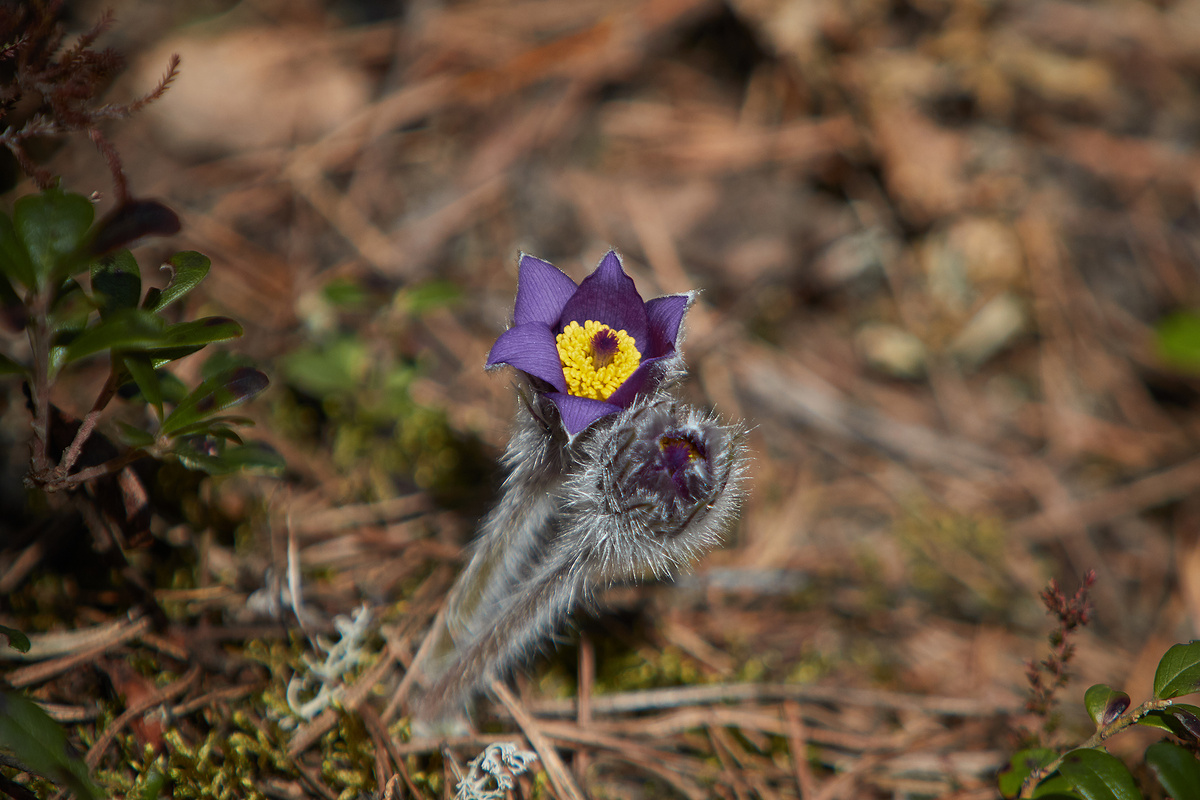 Прострел Раскрытый