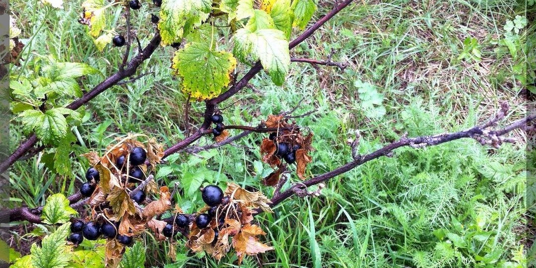 Почему нет ягод на смородине: секреты отменного урожая смородины в вопросах и ответах