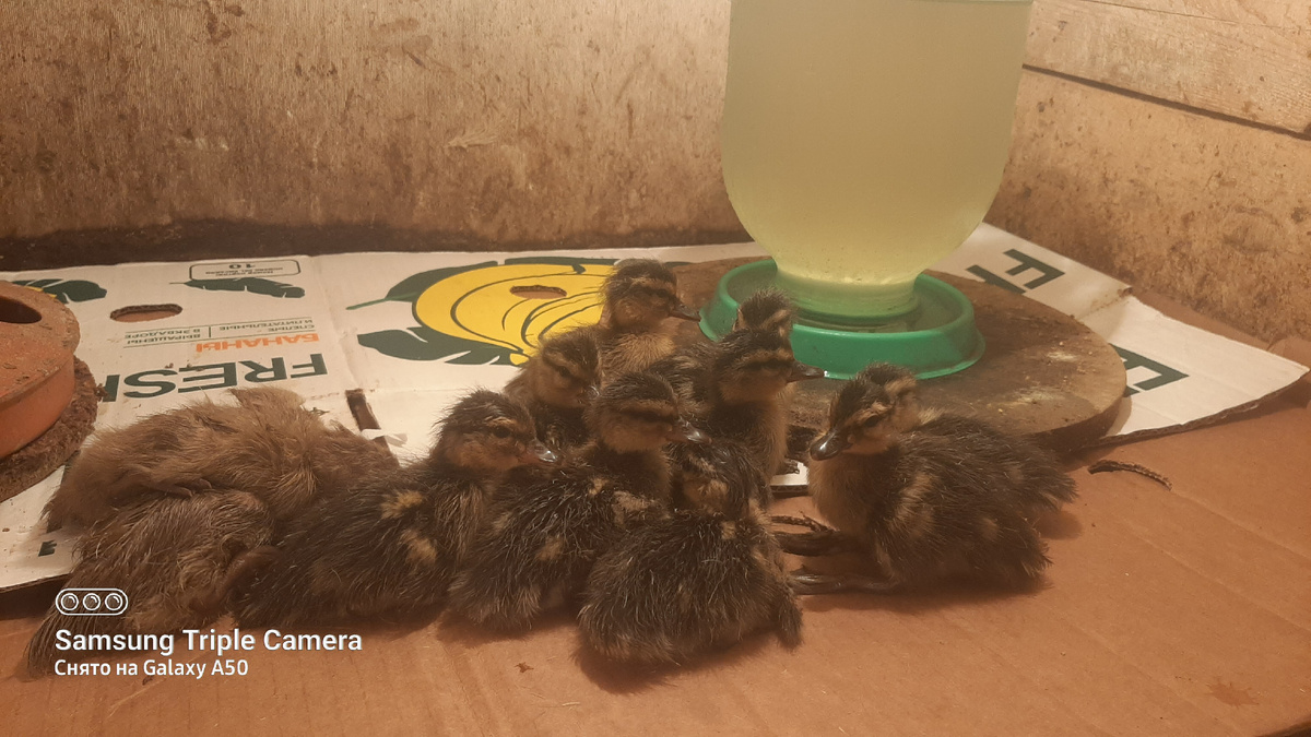 9 диких утят и 2 индоутёнка вывелись первыми. Фото автора 