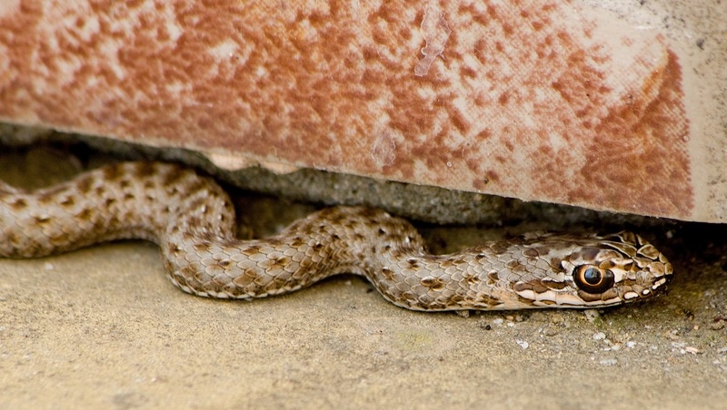      Фото: Wikipedia Commons