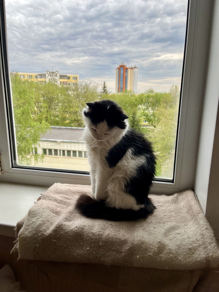 Лизонька сидит на своём любимом месте. Чита там тоже любит греться на солнышке и смотреть кошачий телевизор. 