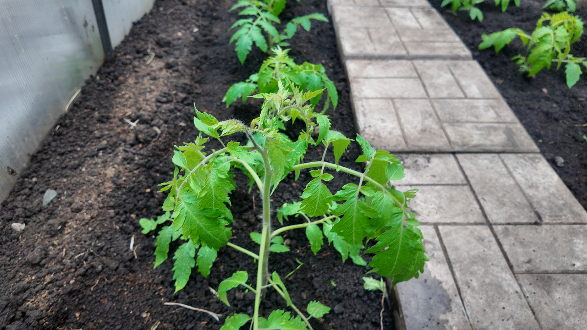 Фото автора.