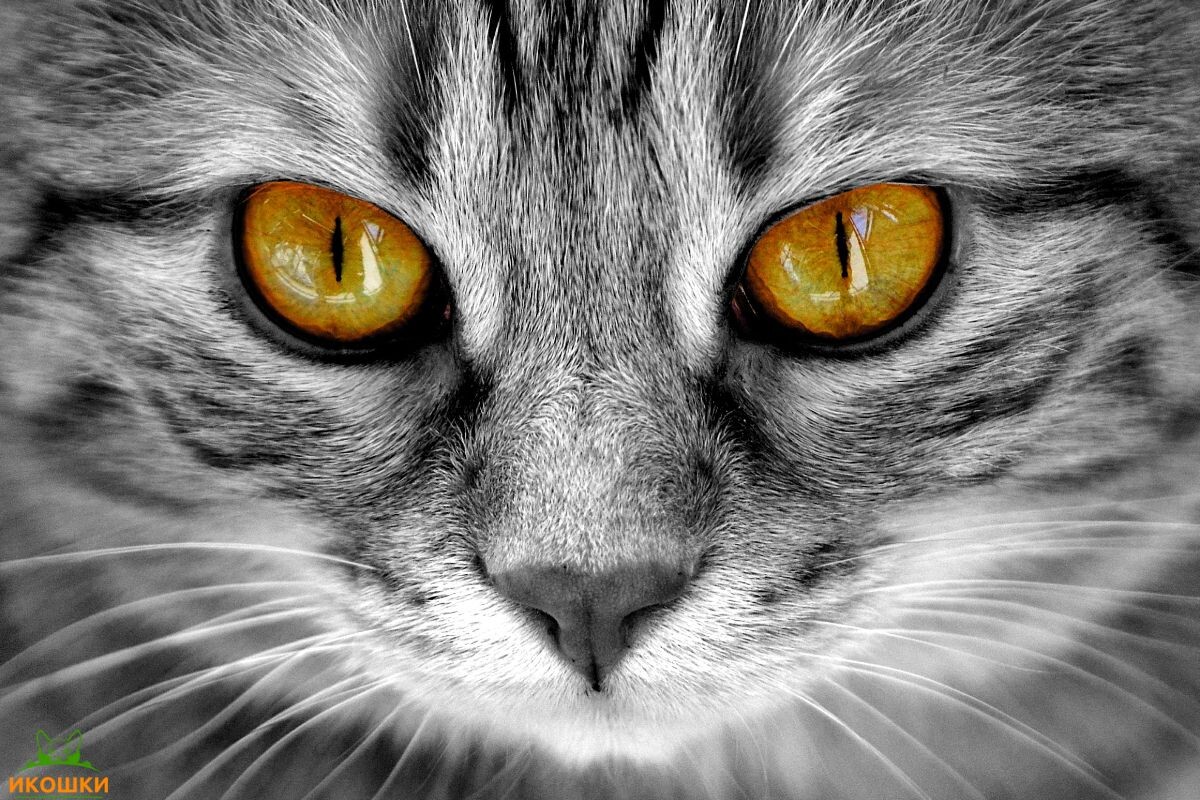 Кошачьи глаза