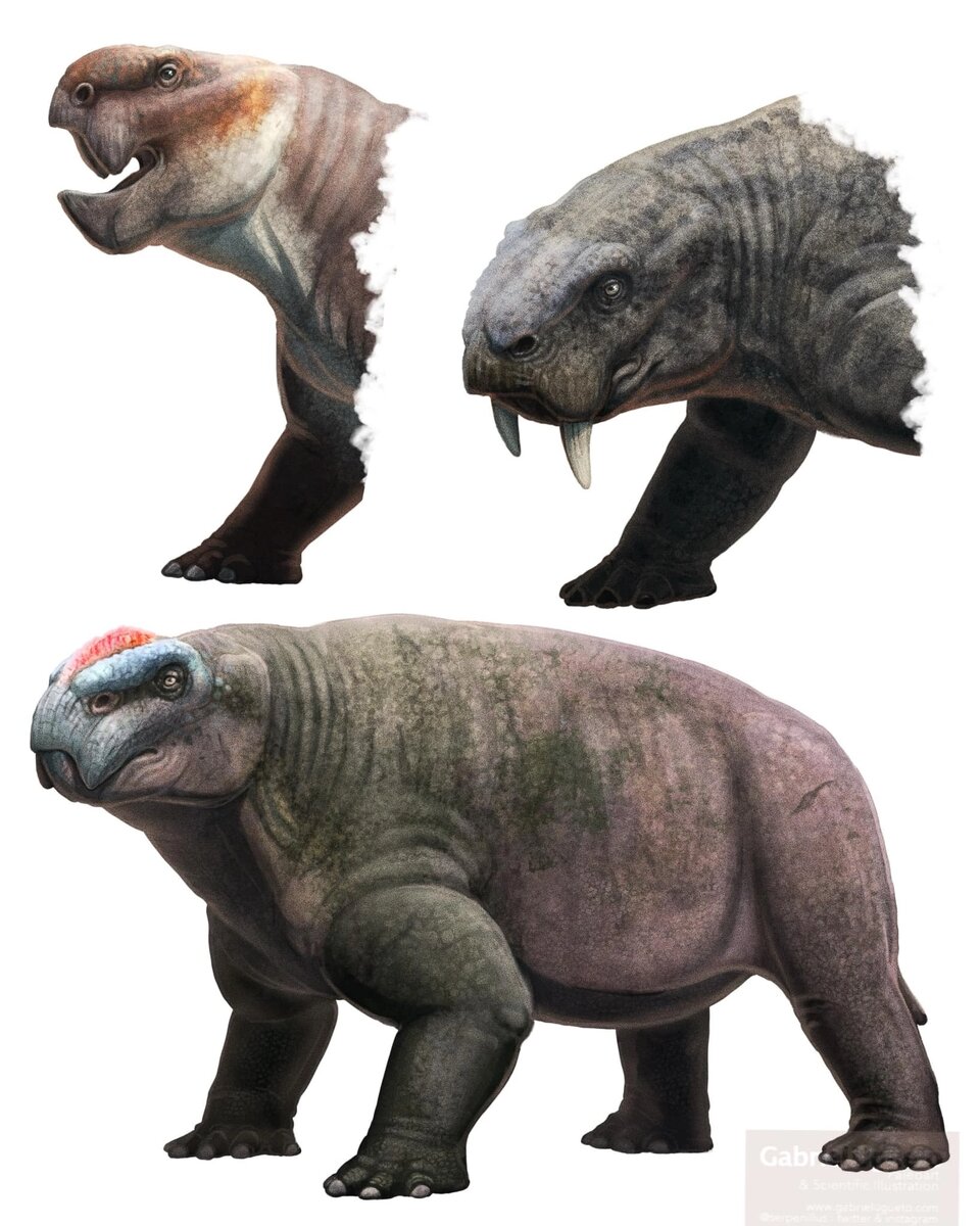 Шаньсиодон (сверху справа) в окружении других дицинодонтов из среднего триаса: сангузавра (внизу) и ангонизавра (сверху слева).