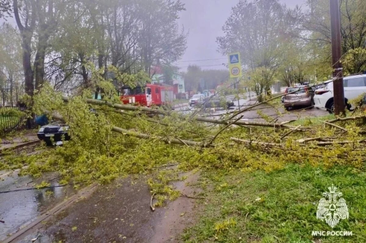    В Твери сотрудники МЧС убрали упавшее на дорогу дерево