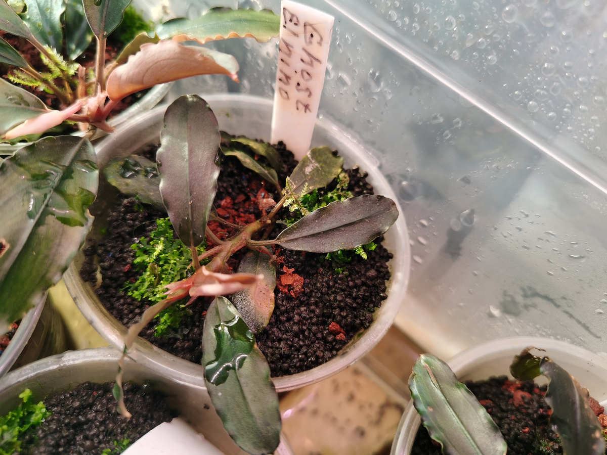 Приобретена в апреляе 2025 г 