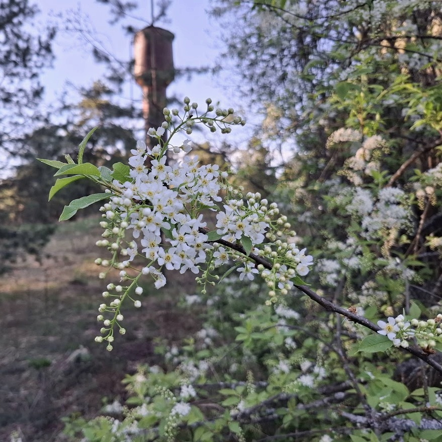 Цветение черемухи совпало с похолоданием