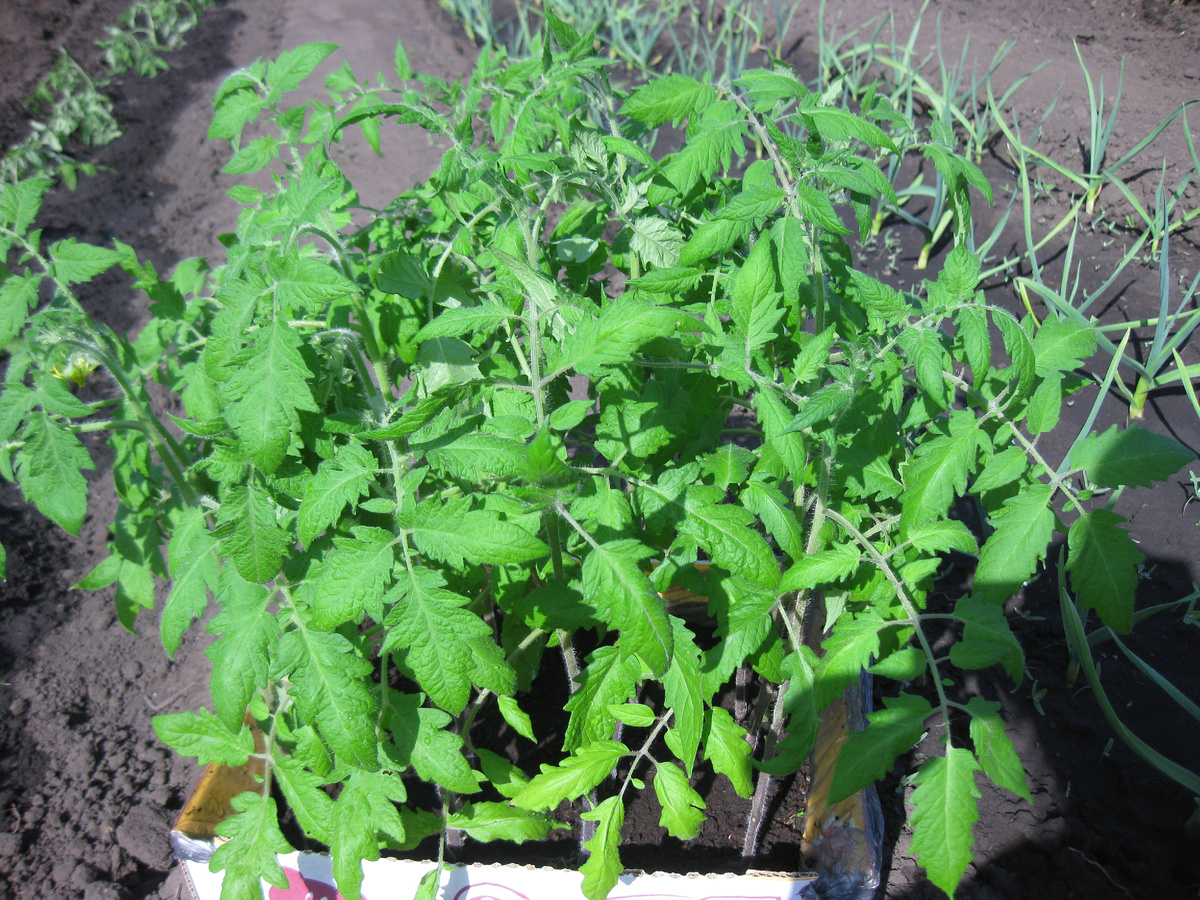 Рассада томатов, фото автора от 23 апреля 2025 года.