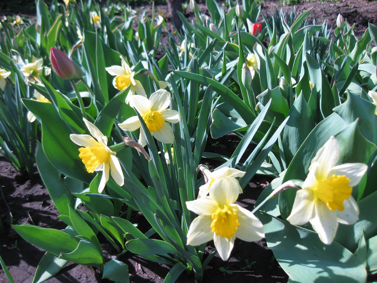 Цветение нарциссов, фото автора от 23 апрея 2025 года.
