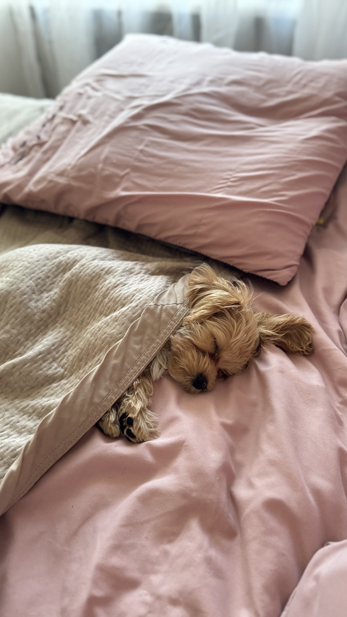 Маленький комочек счастья по кличке Атос :)