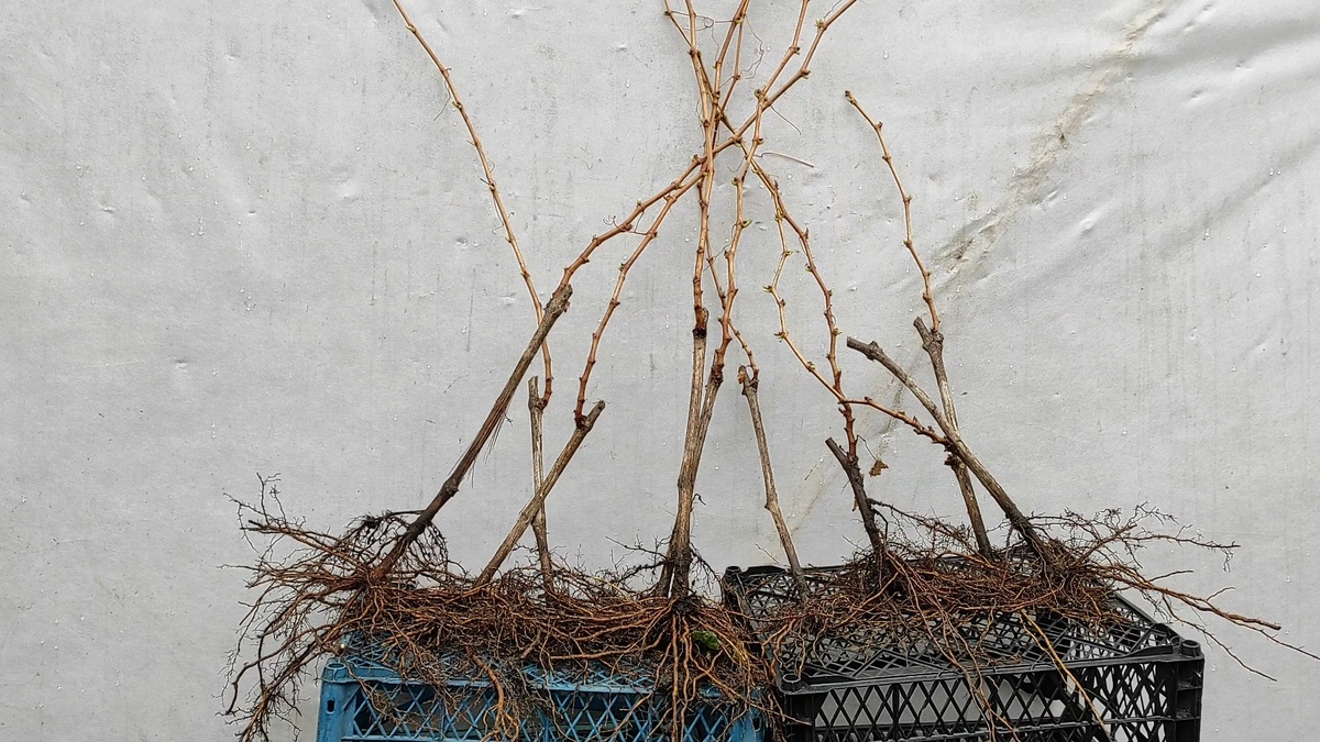 Саженцы винограда с открытой корневой системой.