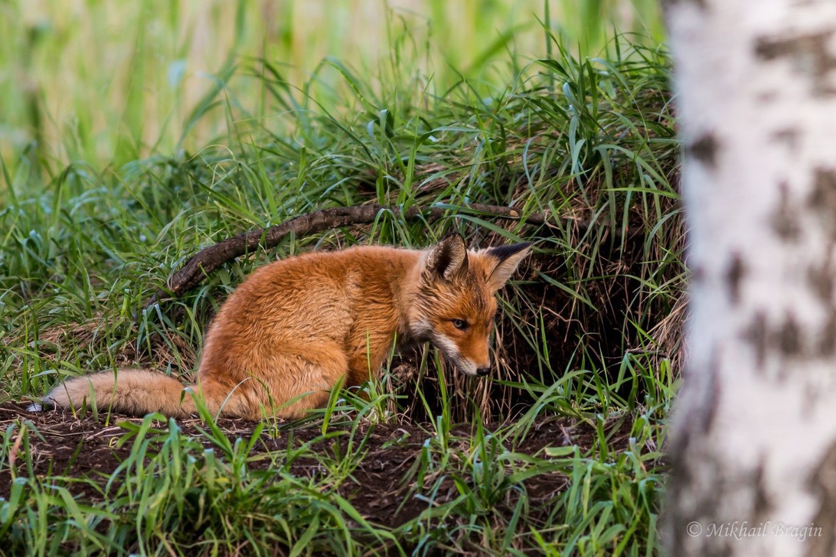 📸 Михаил Брагин