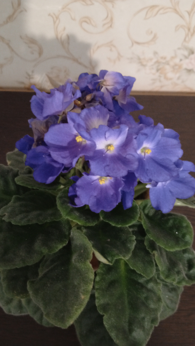 Моя фиалка. Фото автора.