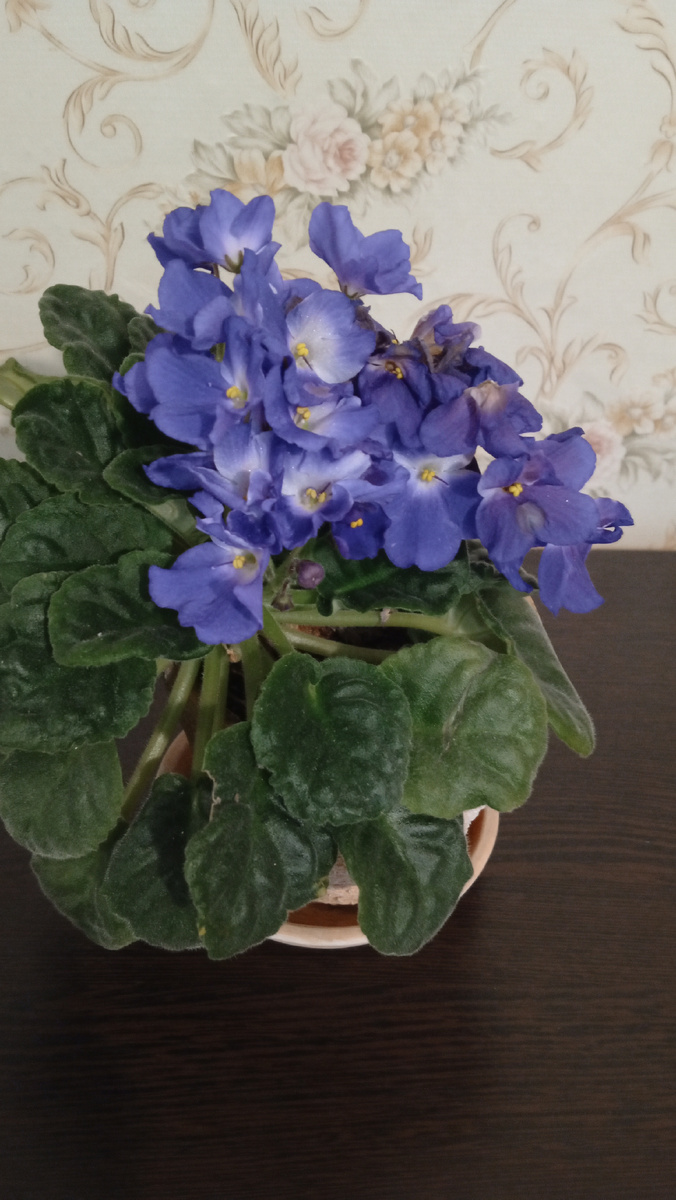 Моя фиалка. Фото автора.