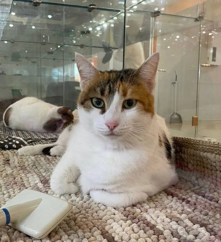 В котоотеле работает груминг-кабинет. // Фото предоставлено собеседницей