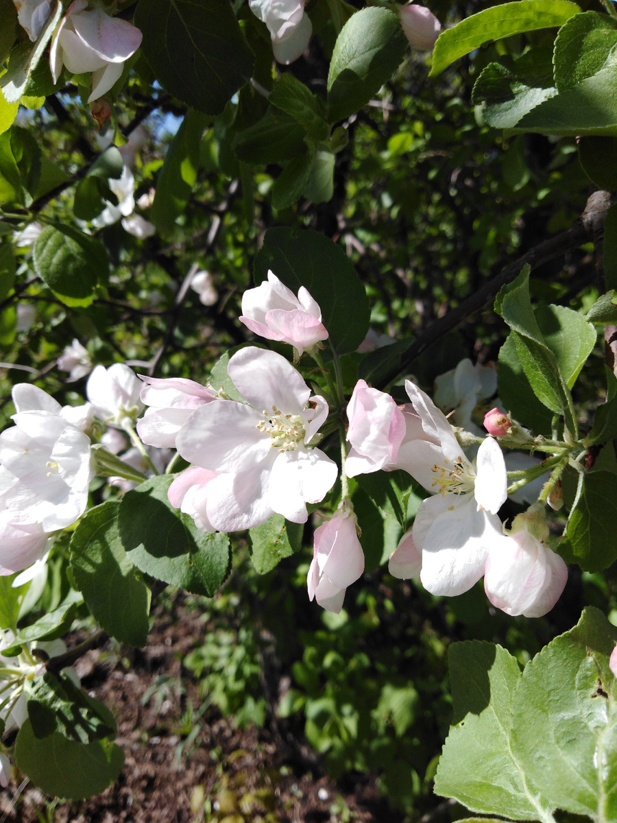 Яблоня в цвету. 