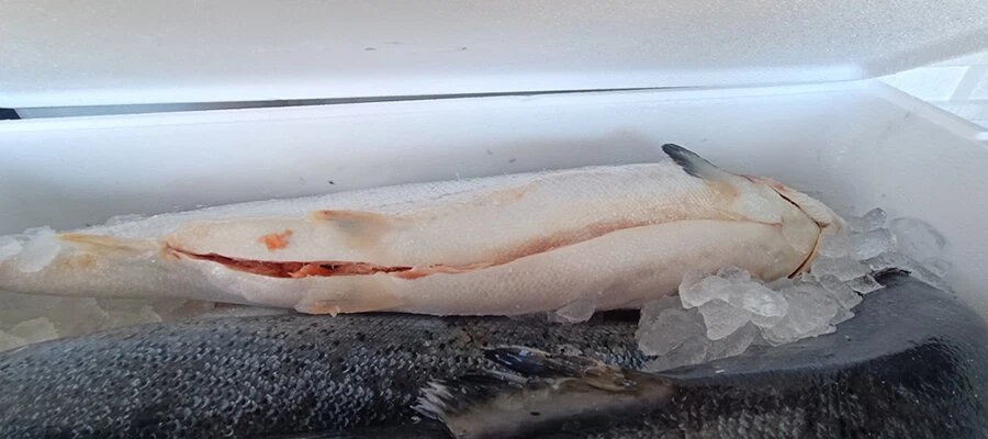    Фото: Россельхознадзор