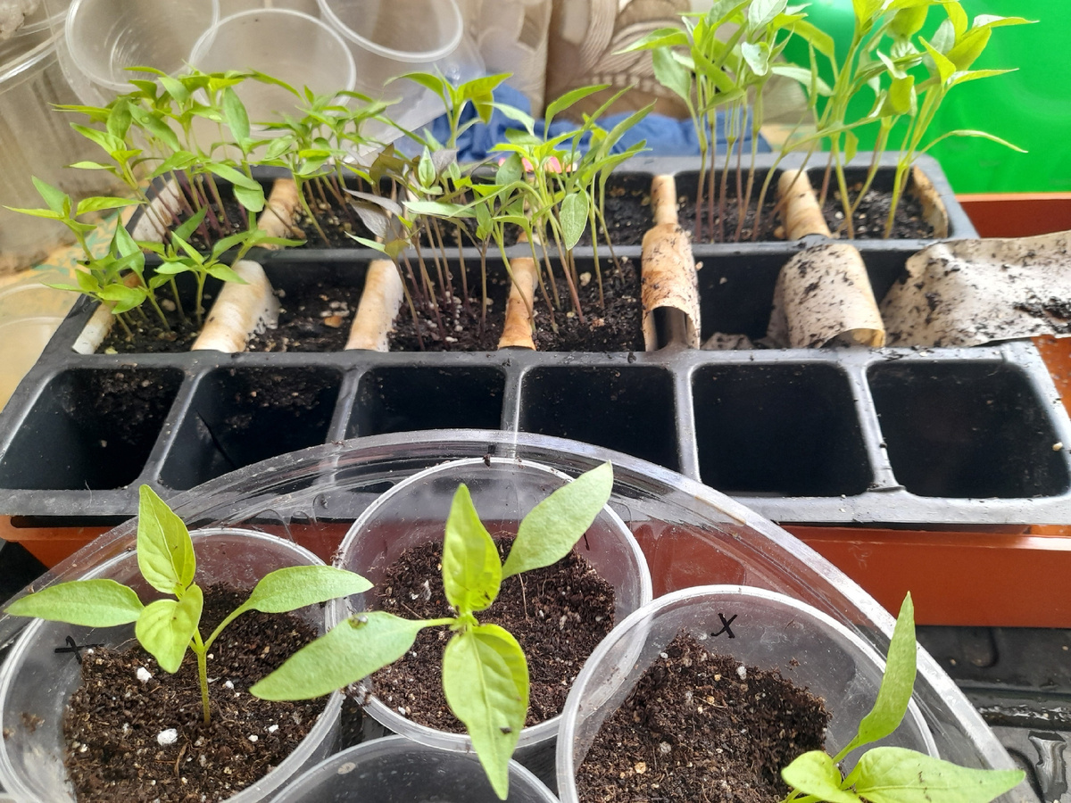 Пикировка сладкого перца, 25 марта