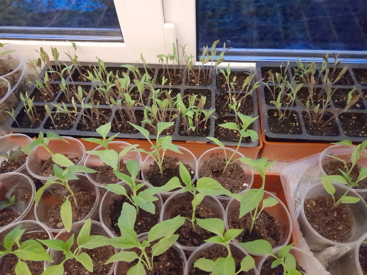 Пикировка острого перца, 31 марта