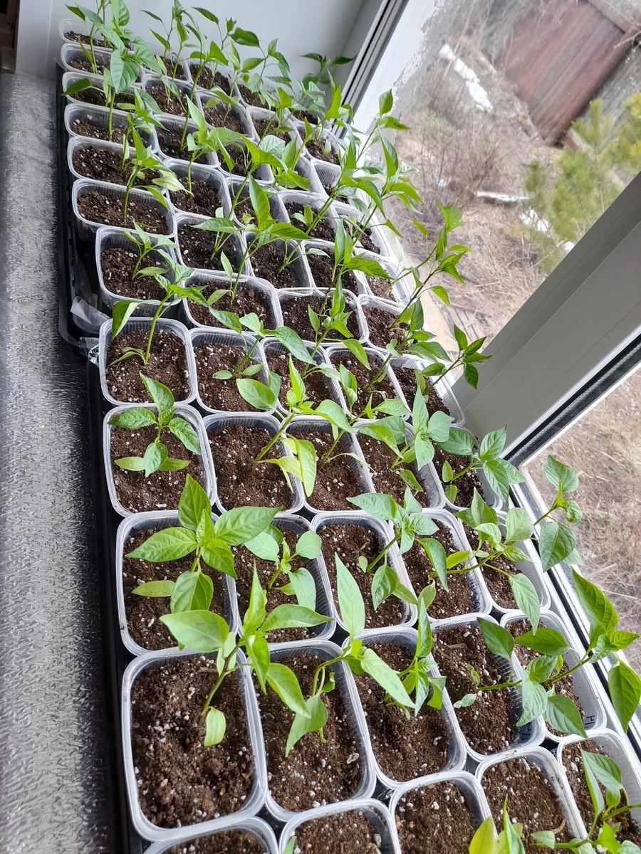 Сладкий перец после перевалки, 14 апреля