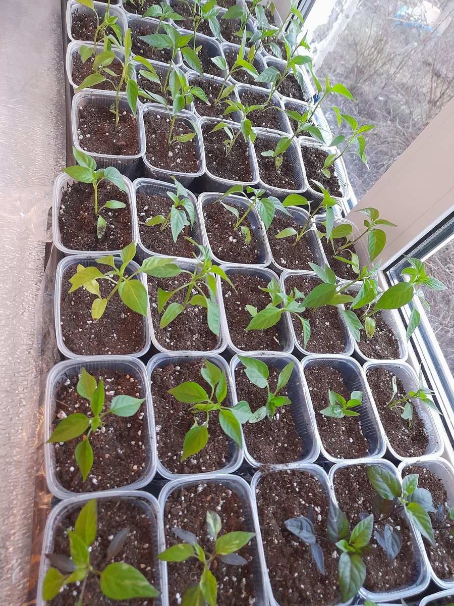 Острый перец, 14 апреля