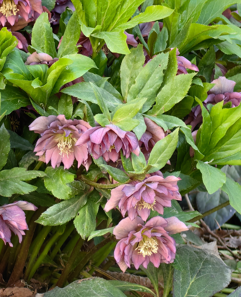 Махровый морозник, очень красивый