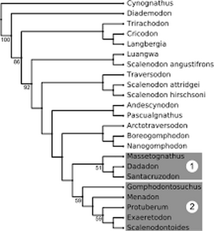 Филогения траверсодонтид.