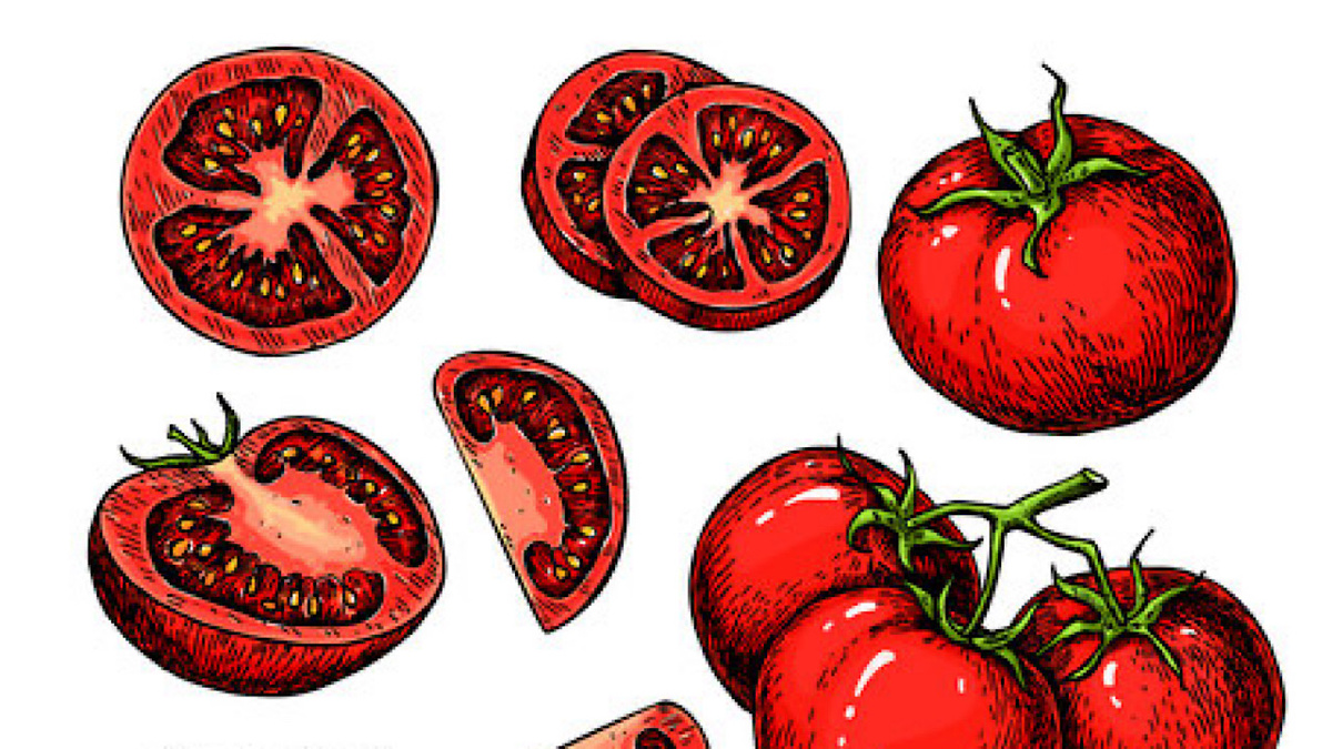 Фото: Tomato Drawing Изображения stock.adobe.com