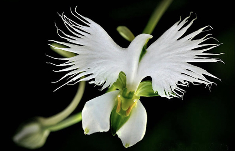 ,,Лучистый цветок’’