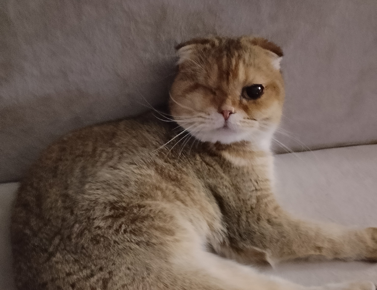 Сама научись по-кошачьи